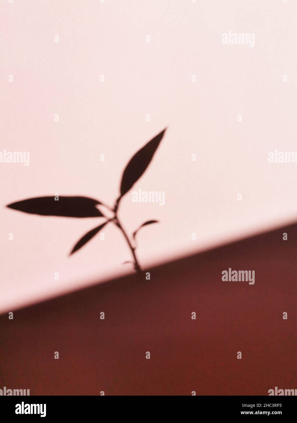Colpo verticale dell'ombra di una pianta su sfondo rosa Foto Stock