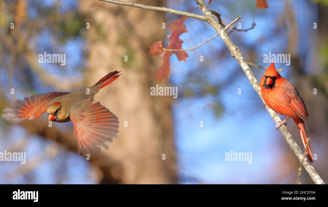 Primo piano dei cardinali del nord all'aperto su uno sfondo sfocato Foto Stock