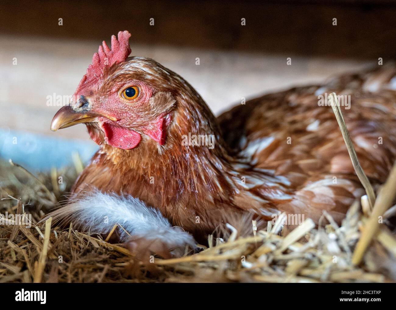 Primo piano di un gallo marrone in un nido Foto Stock