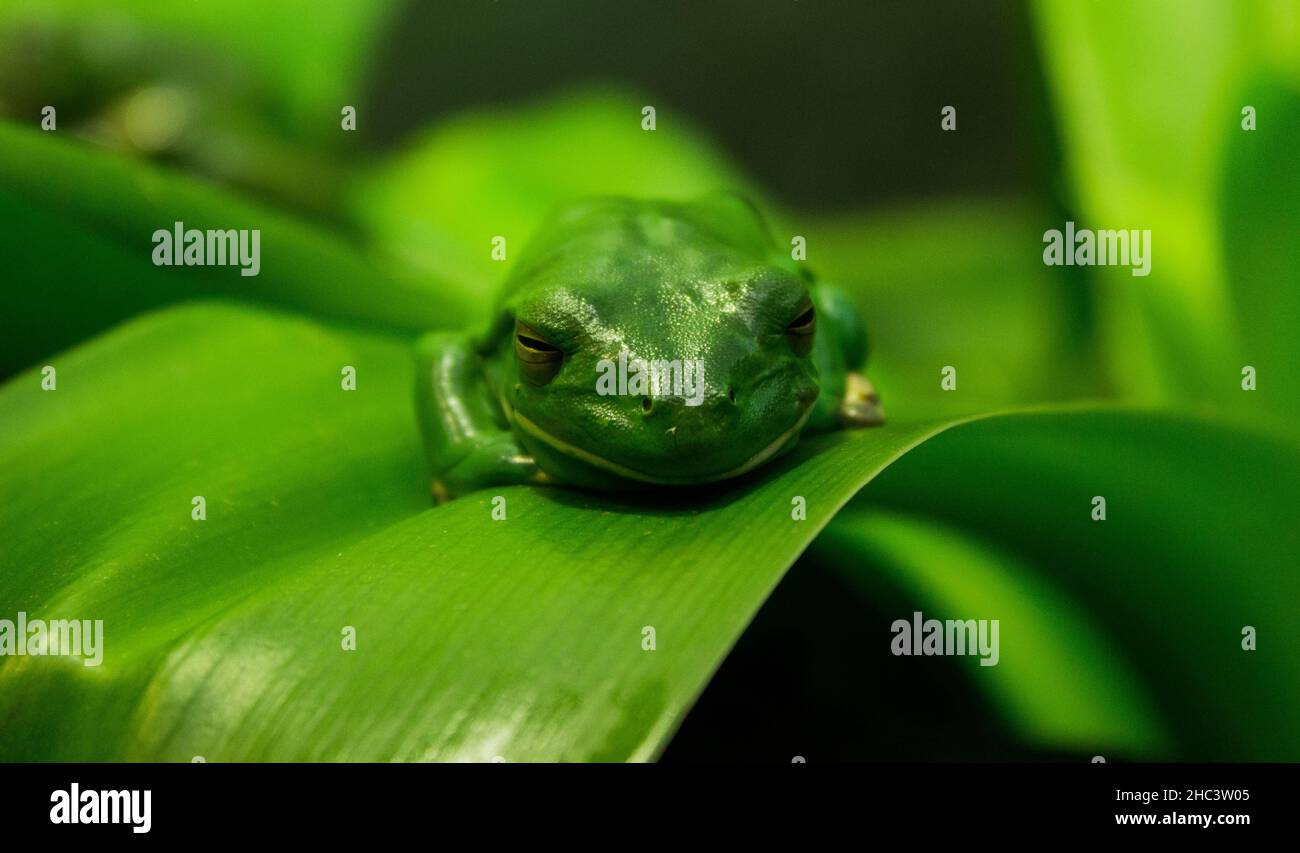 Primo piano di una rana verde tropicale su una foglia verde Foto Stock