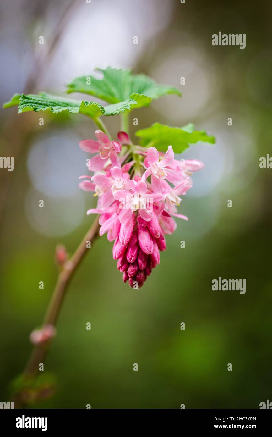 Primo piano di un fiore rosa senza sfondo focalizzato Foto Stock