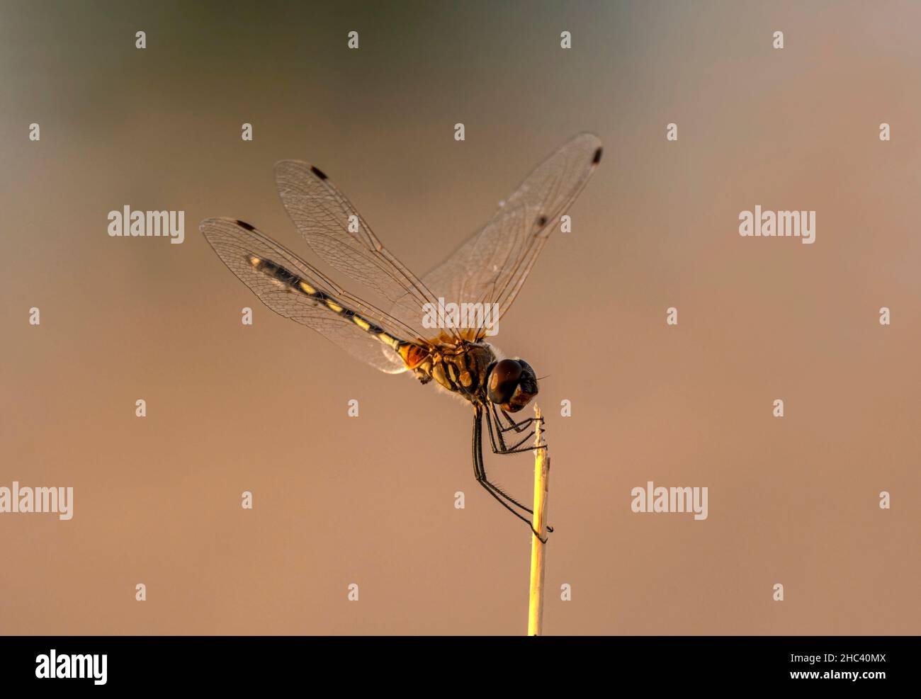 dragonfly closeup , macro shot di dragonfly con ali dettaglio, immagini della natura dal Pakistan Foto Stock