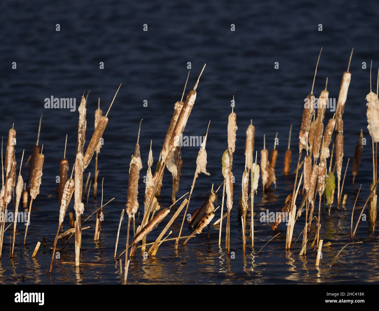 Bullrushes alla luce del sole della sera Foto Stock