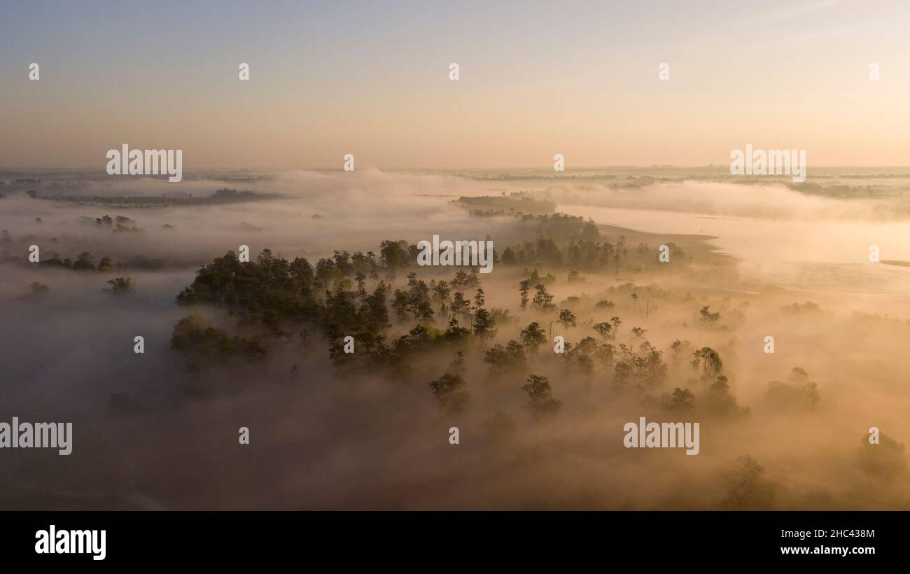 Vista aerea nebbia e alberi suggestivi al mattino Foto Stock
