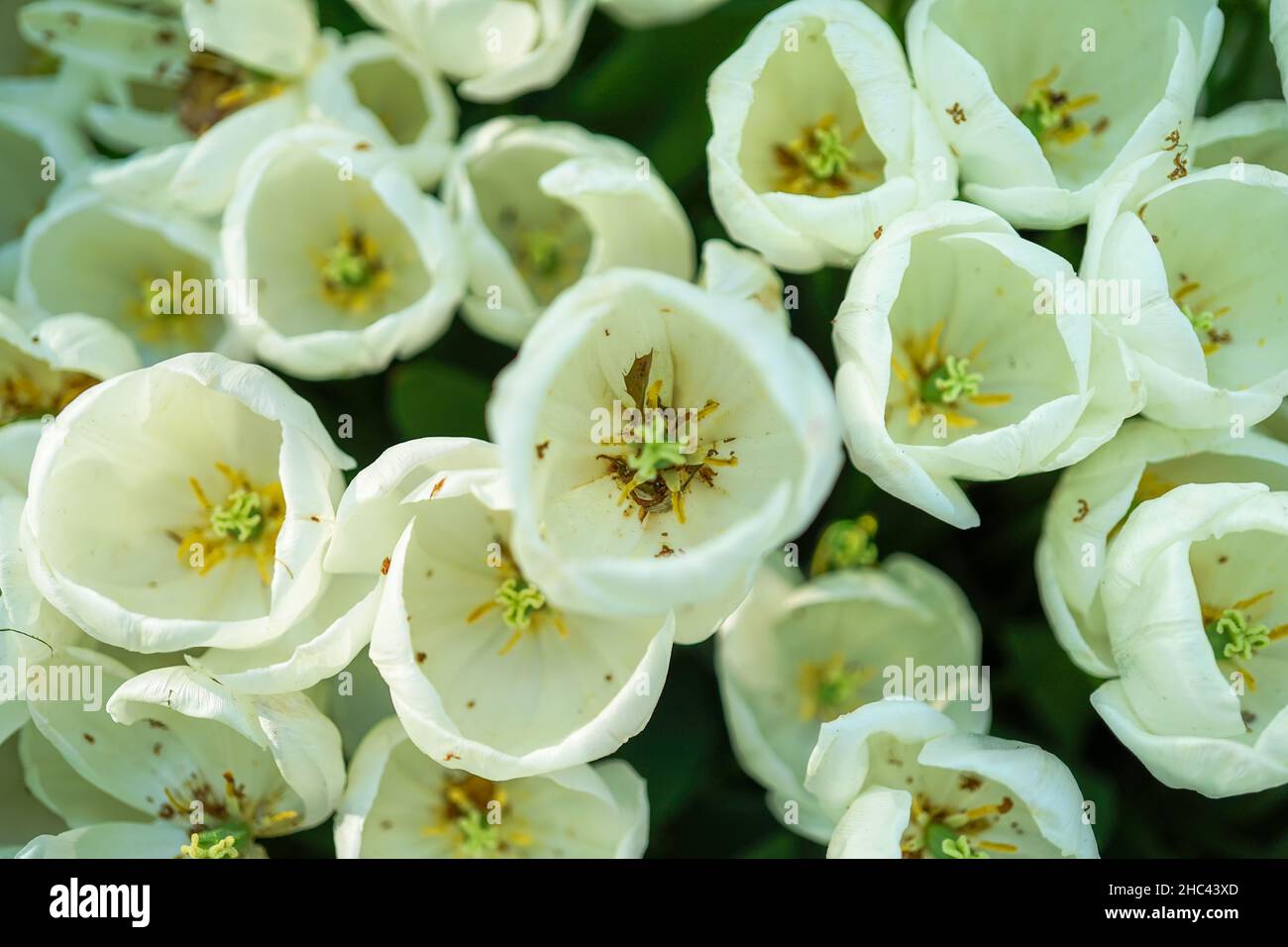 Vista dall'alto dei tulipani bianchi con sfondo sfocato del giardino. Interno di tulipano bianco. Foto Stock