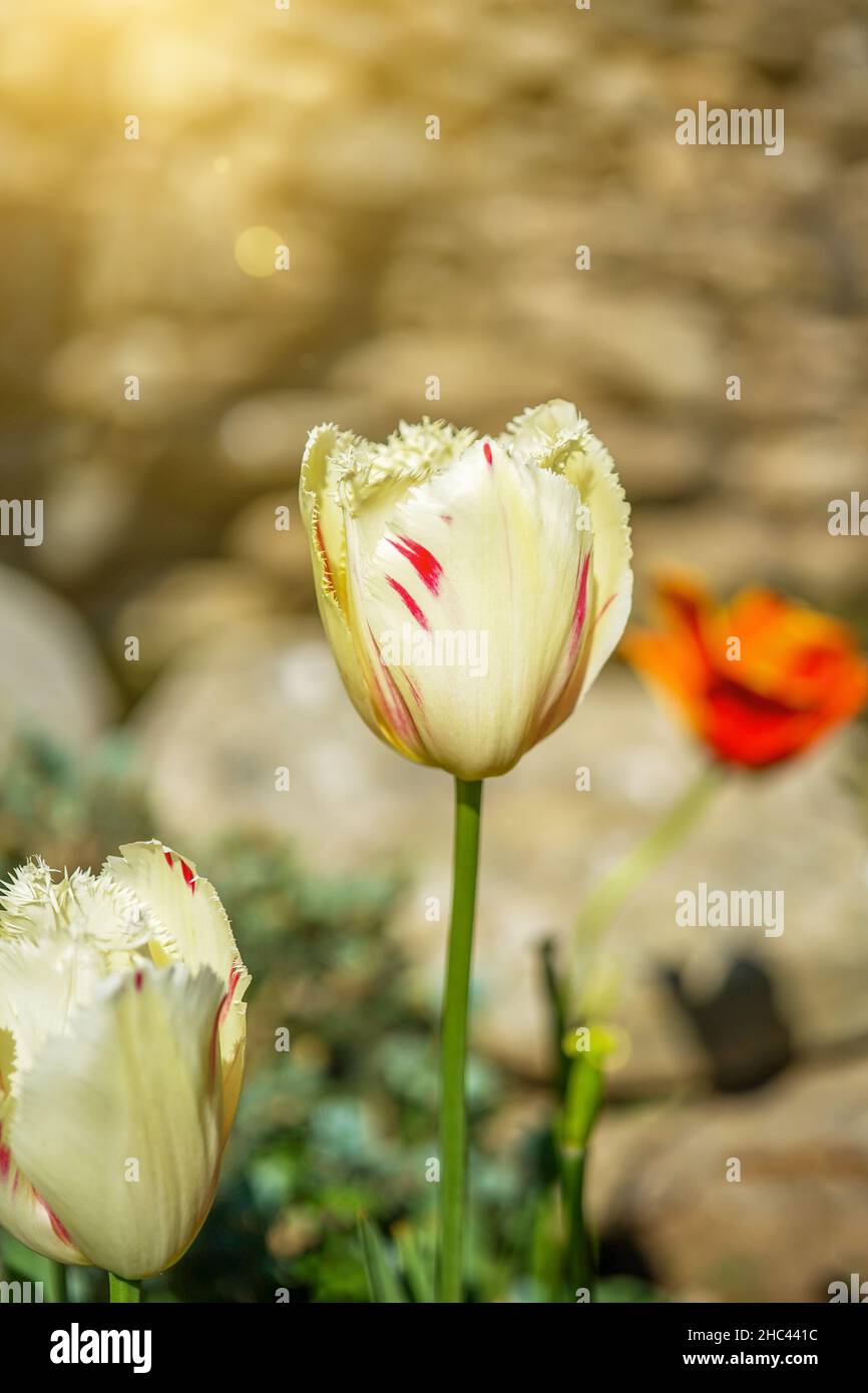 Vista ravvicinata di un tulipano bianco in giardino in una giornata di sole. Foto Stock