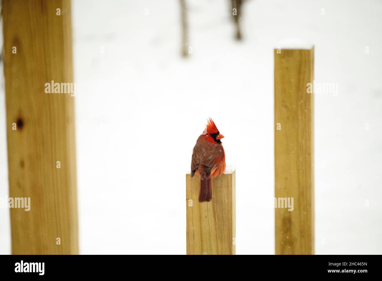 Primo piano di un cardinale settentrionale su un paesaggio innevato Foto Stock