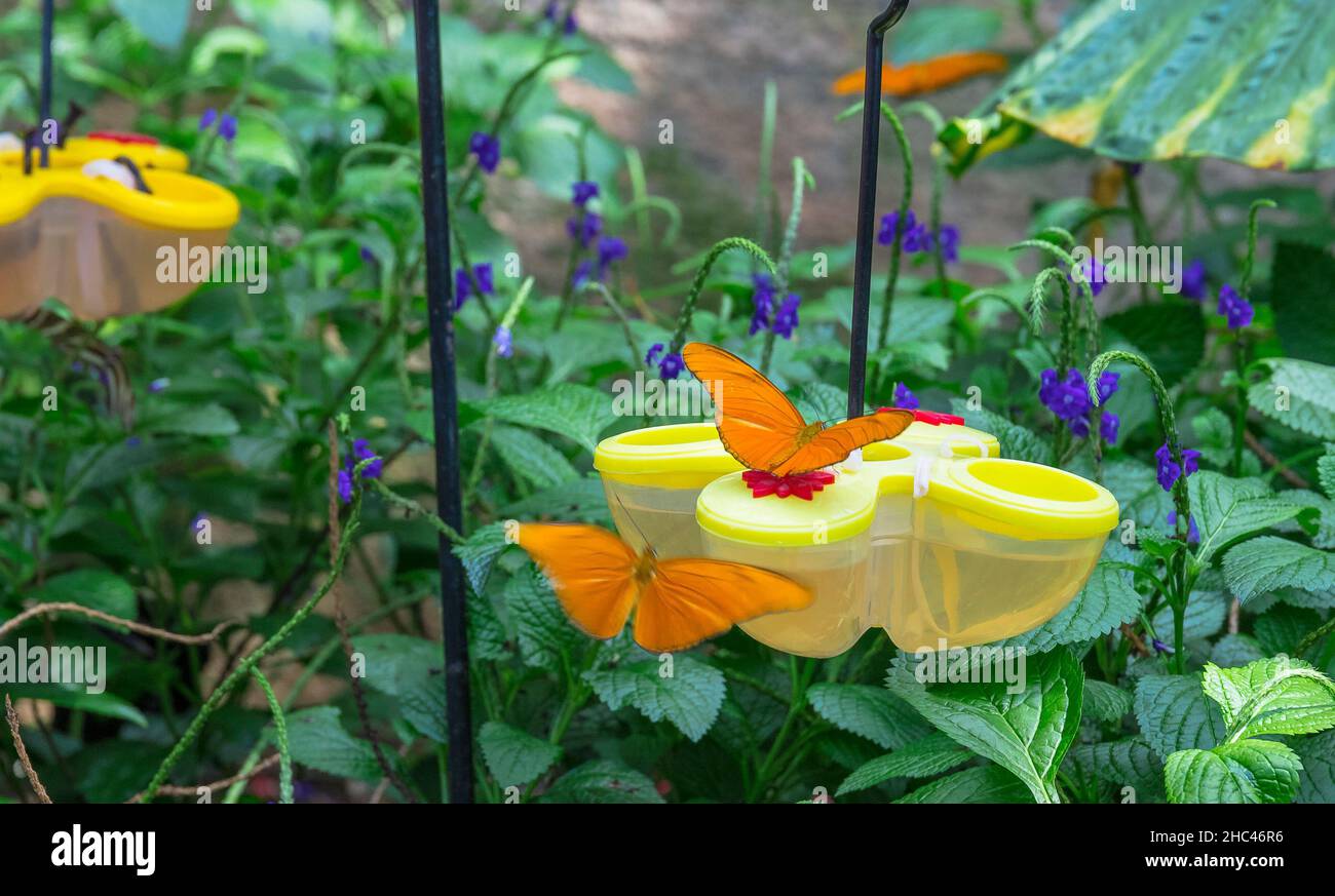 Primo piano shot di farfalle d'arancia bere da un alimentatore Foto Stock