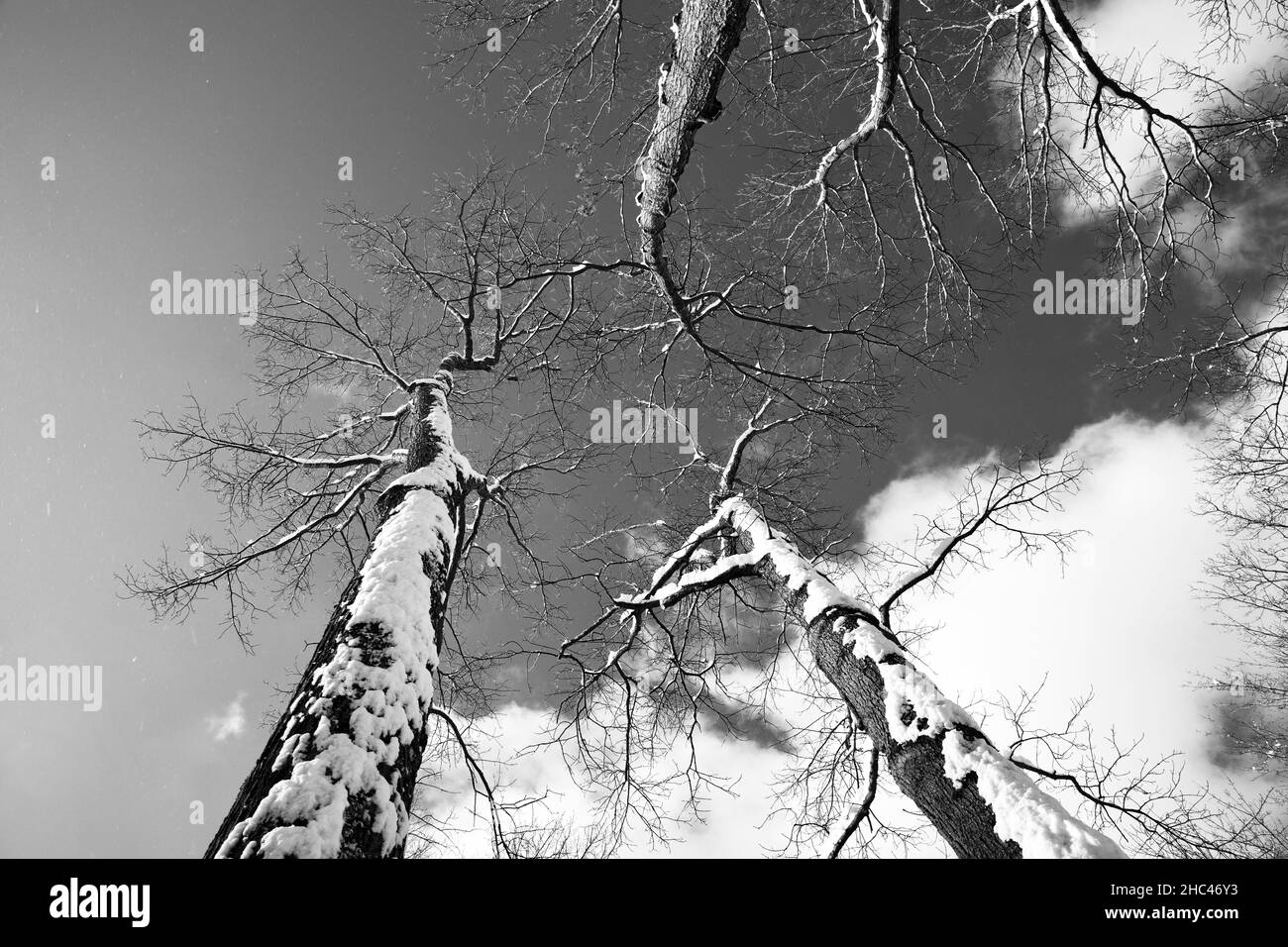 Foto in scala di grigi ad angolo basso di alberi nevosi in inverno Foto Stock