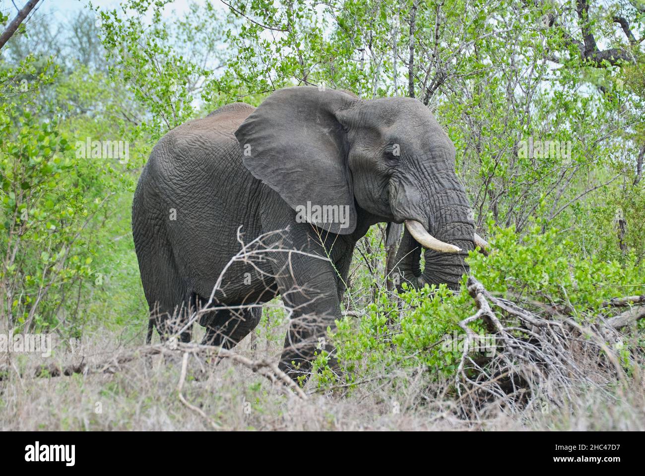 Grande toro elefante africano, Loxodonta, in piedi nel paesaggio arido del cespuglio africano Foto Stock