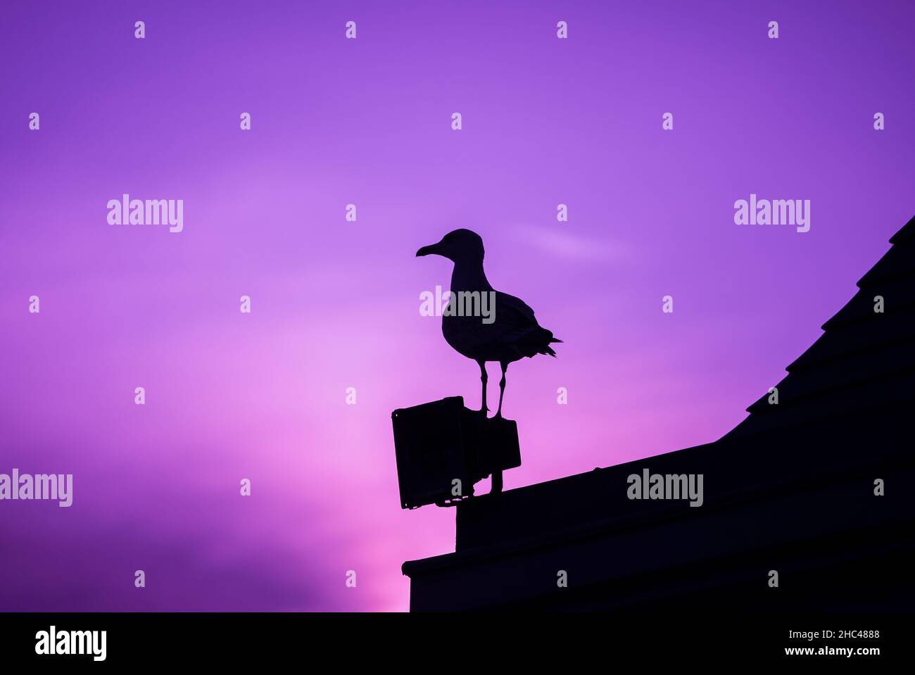 Silhouette di un gabbiano sul tetto al tramonto. Uccello Seagull isolato su sfondo velluto viola cielo. Foto Stock