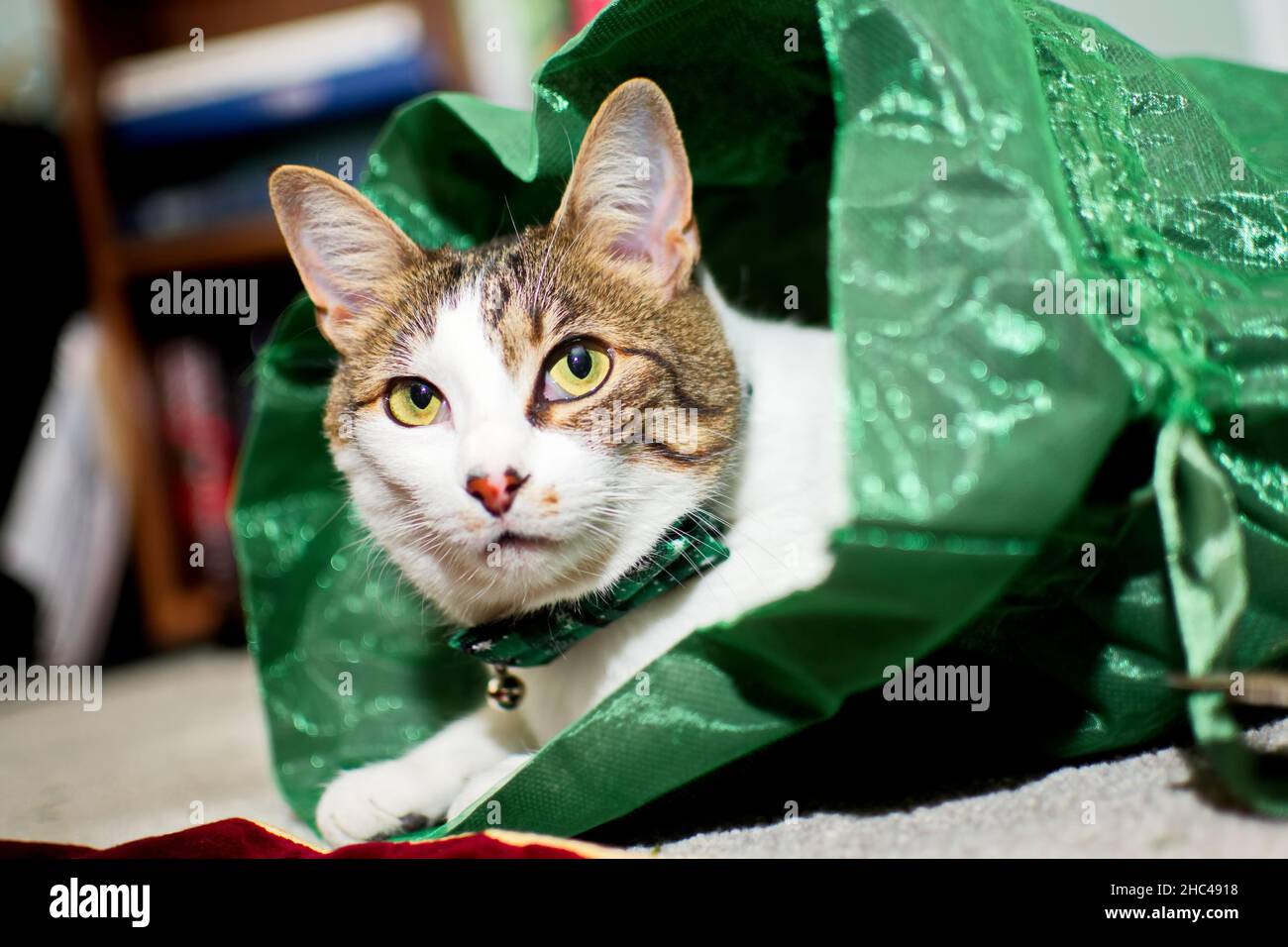 Primo piano di un gattino carino indossando un colletto verde di Natale Foto Stock