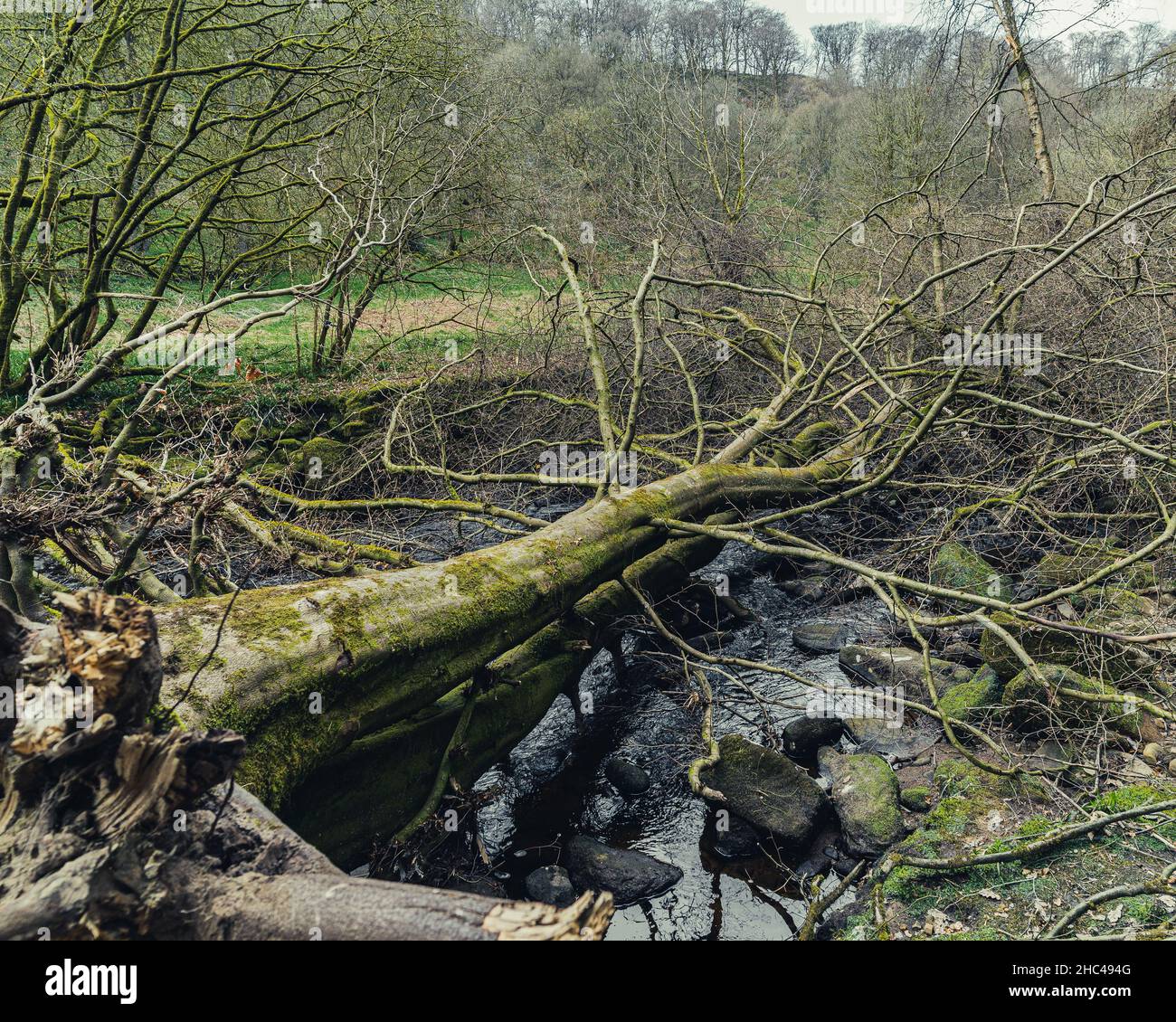Albero caduto nel fiume e bloccato il passaggio Foto Stock