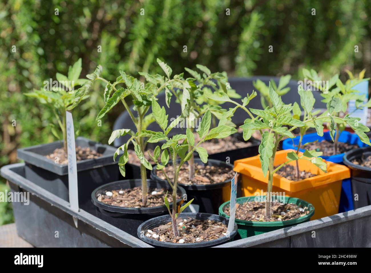 Piante giovani di pomodoro di vario tipo, essendo cresciute da semi ora in singole pentole pronte per piantare fuori a Sydney, Australia Foto Stock