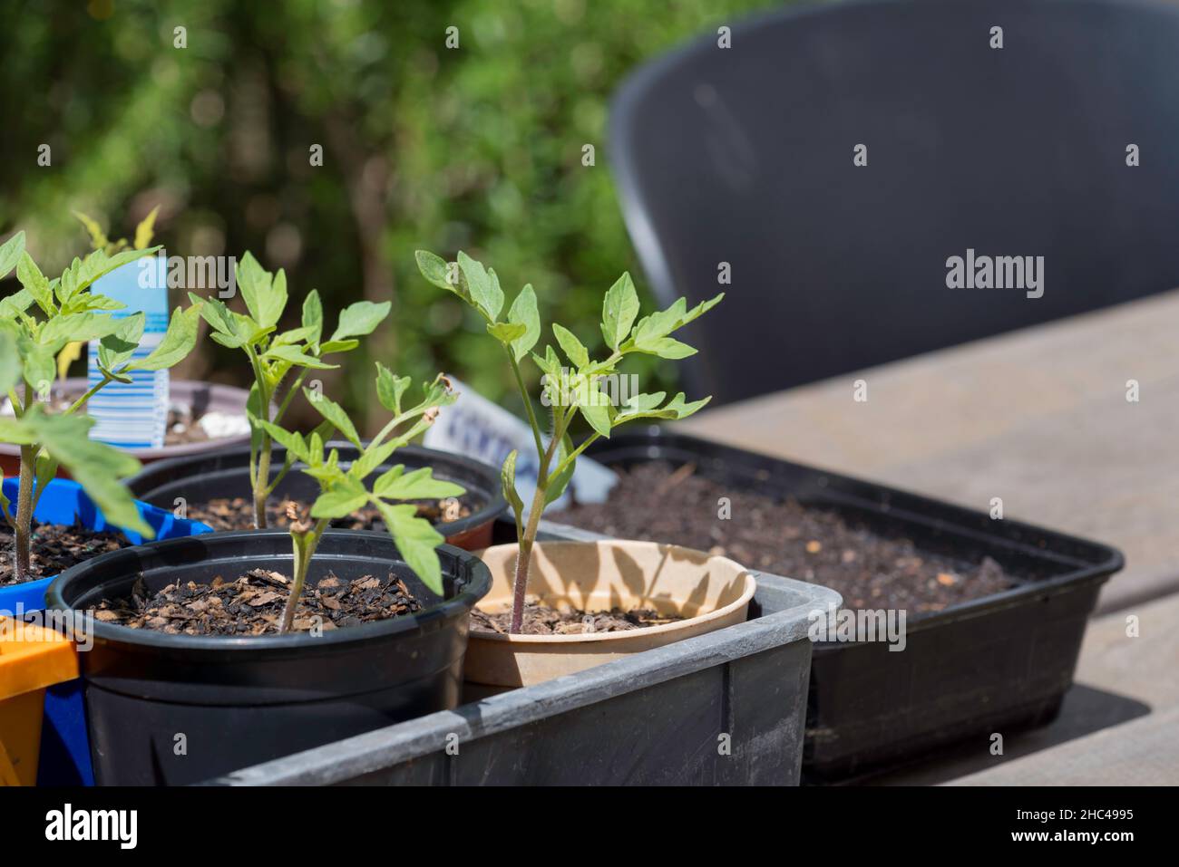 Piante giovani di pomodoro di vario tipo, essendo cresciute da semi ora in singole pentole pronte per piantare fuori a Sydney, Australia Foto Stock