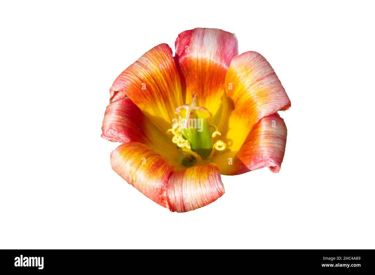 Un grande tulipano aperto su sfondo bianco. Foto Stock