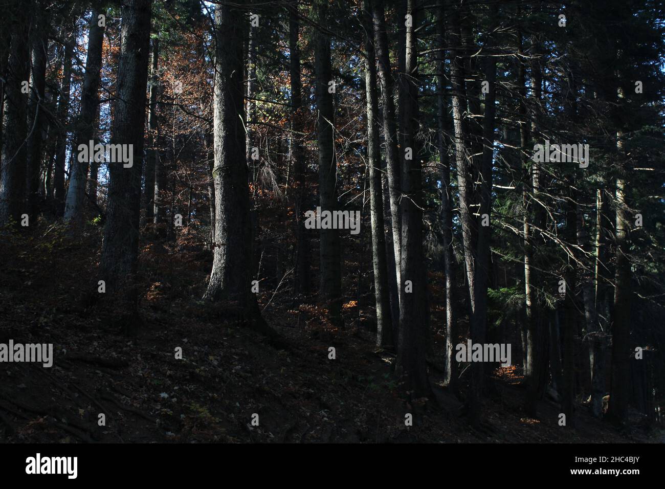 Foresta girato in una luce tenue, tono scuro. Foto Stock