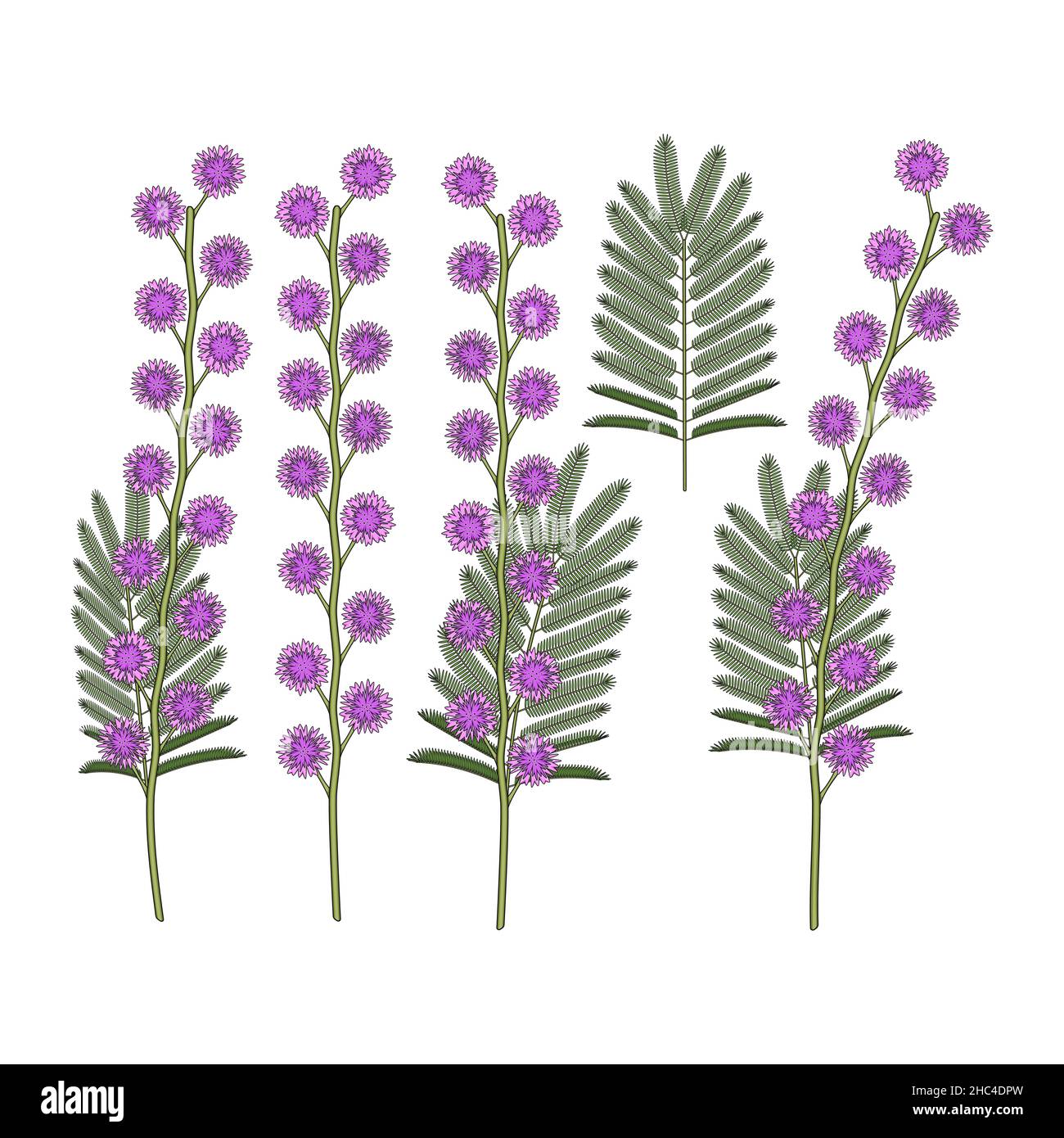 Set di illustrazioni a colori con fiori di mimosa. Oggetti vettoriali isolati su sfondo bianco. Illustrazione Vettoriale