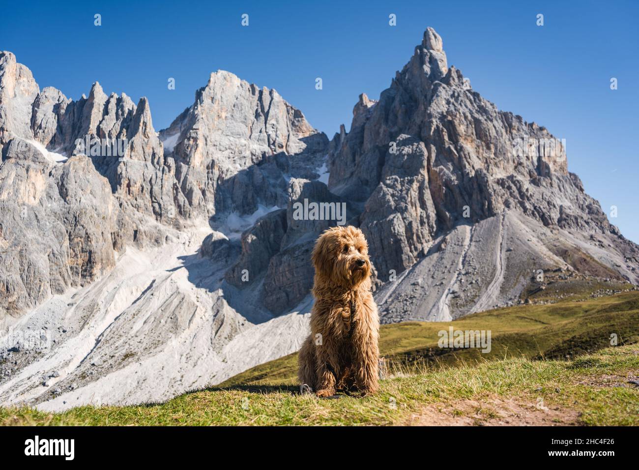 buon cane ragazzo seduto di fronte alle pallidi montagne di san martino nelle dolomiti Foto Stock