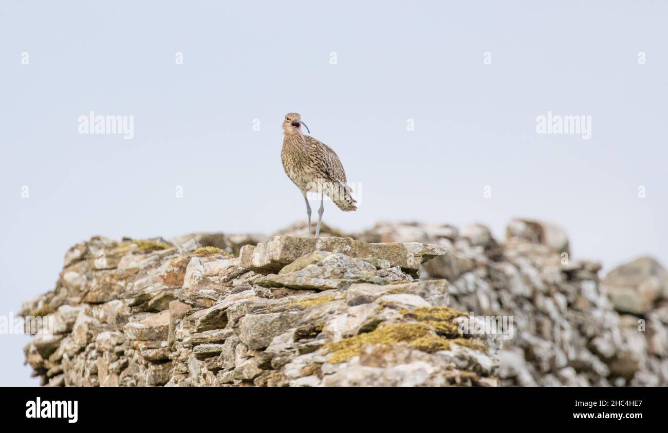 Riccio eurasiatico in piedi su un muro di pietra a secco nel Yorkshire Dales, Inghilterra, Regno Unito Foto Stock