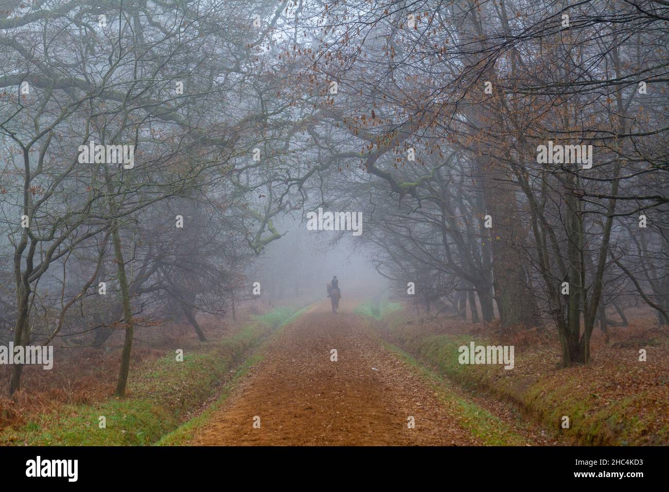 Un cavaliere al Great Windsor Park in una giornata di nebbia e inverni. Foto Stock