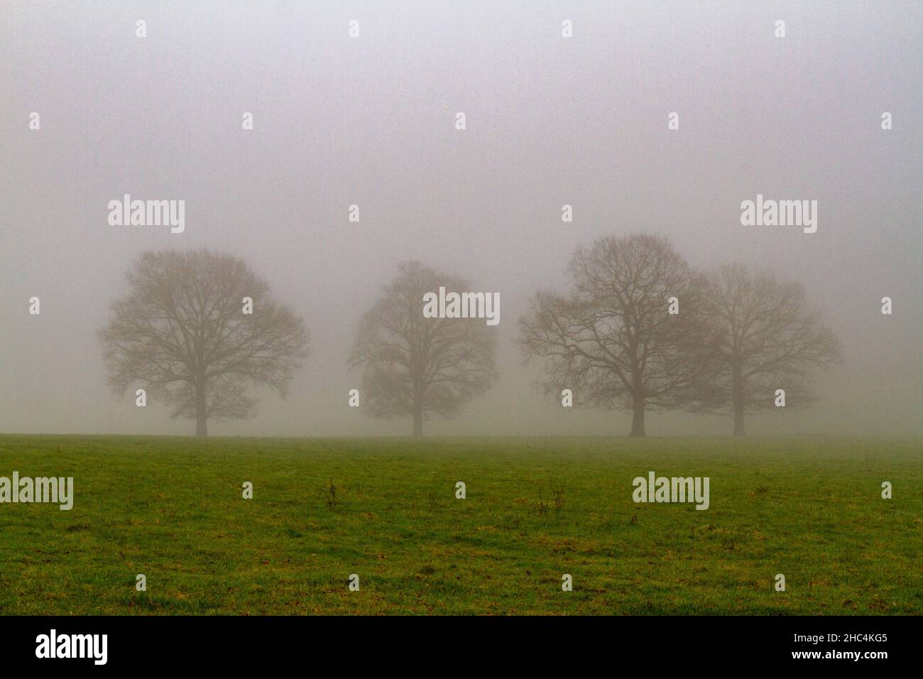 Fila di alberi nel Great Windsor Park in un giorno di nebbia e inverni. Foto Stock
