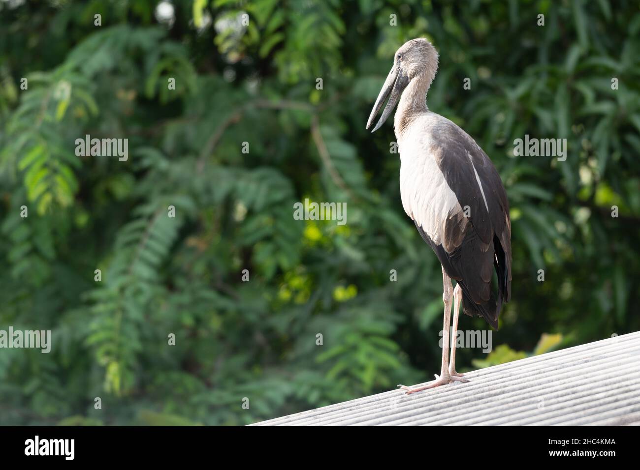Uccello grande sul tetto superiore. Uccello grosso con bocca lunga e gambe lunghe Foto Stock