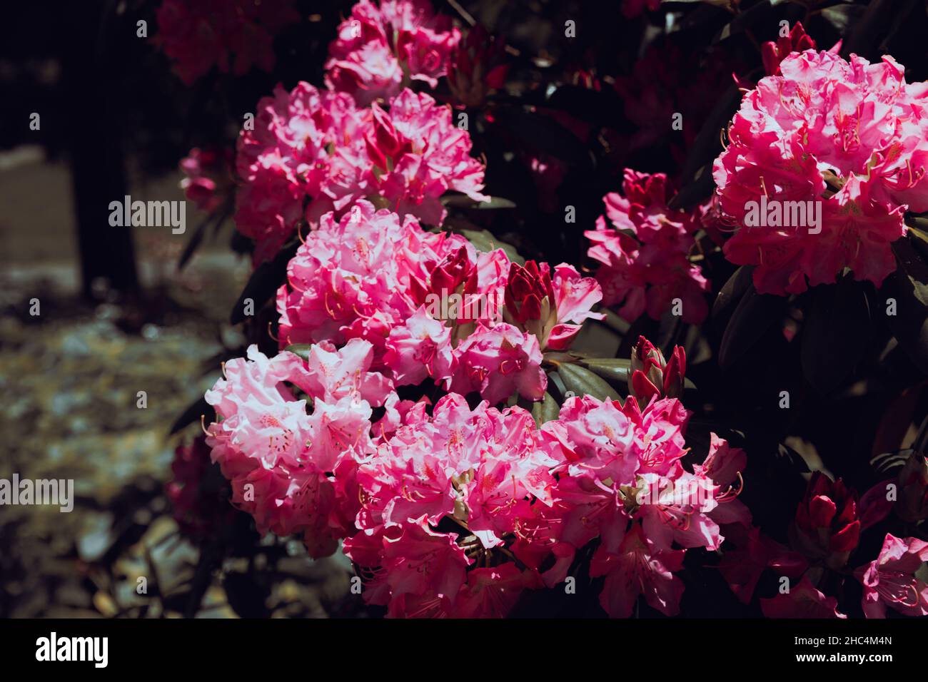 fioritura in estate Foto Stock