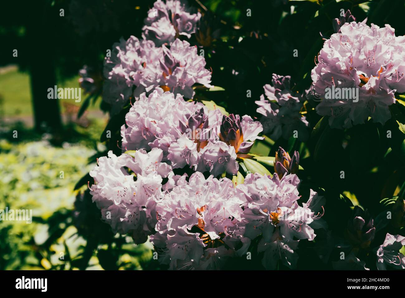 fioritura in estate Foto Stock