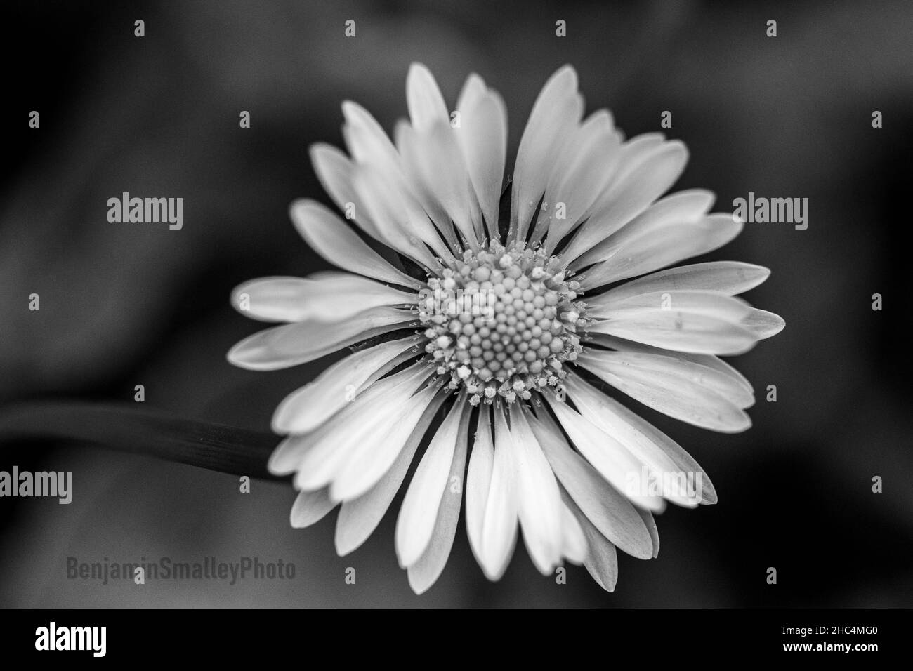 Foto in scala di grigi di un fiore a margherita in fiore Foto Stock