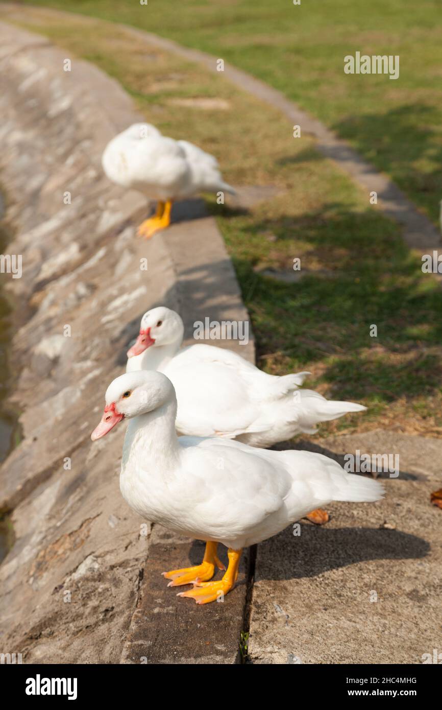 Anatra bianca in un parco in un giardino ben tenuto. Foto Stock