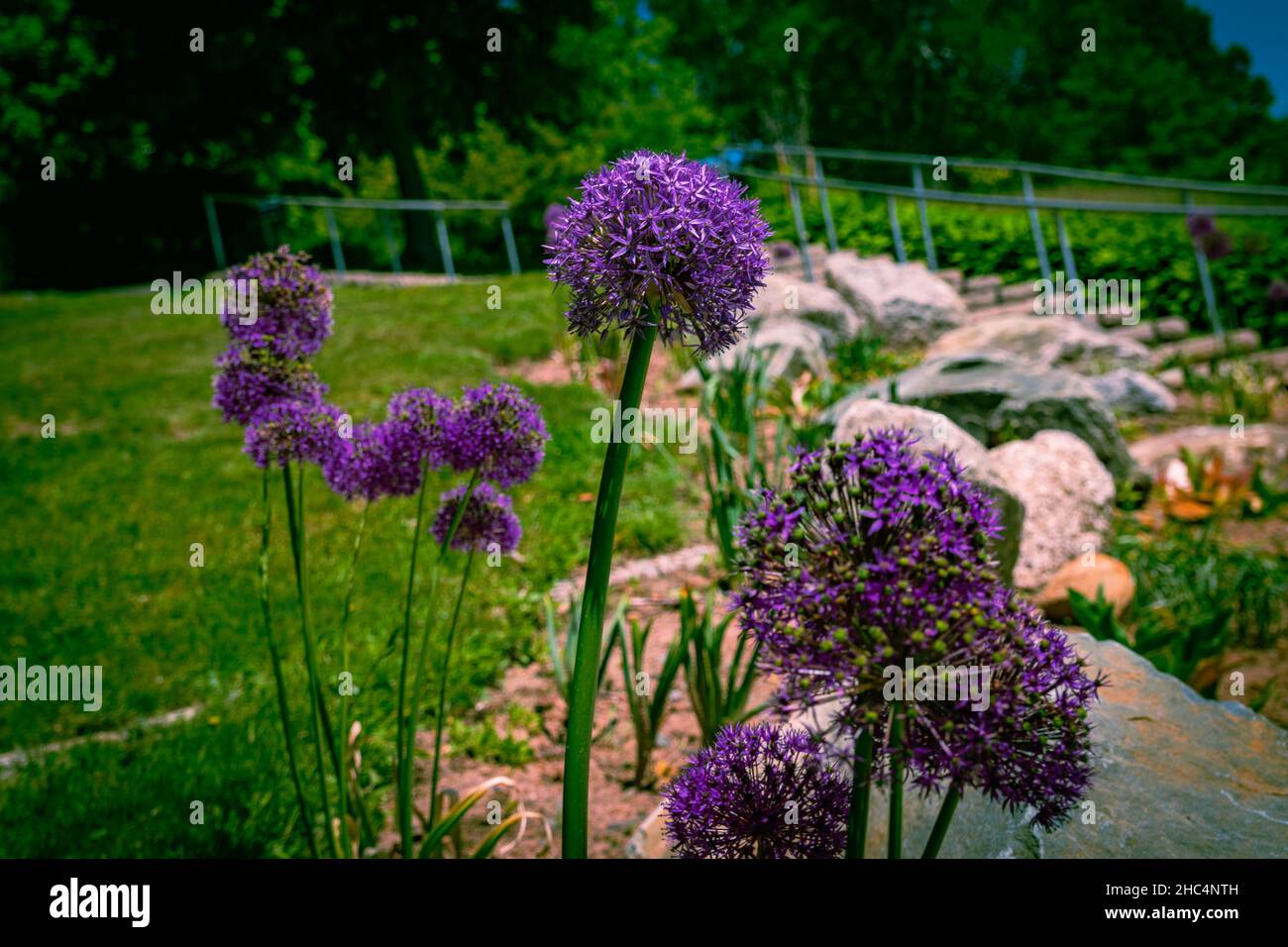 fioritura in estate Foto Stock
