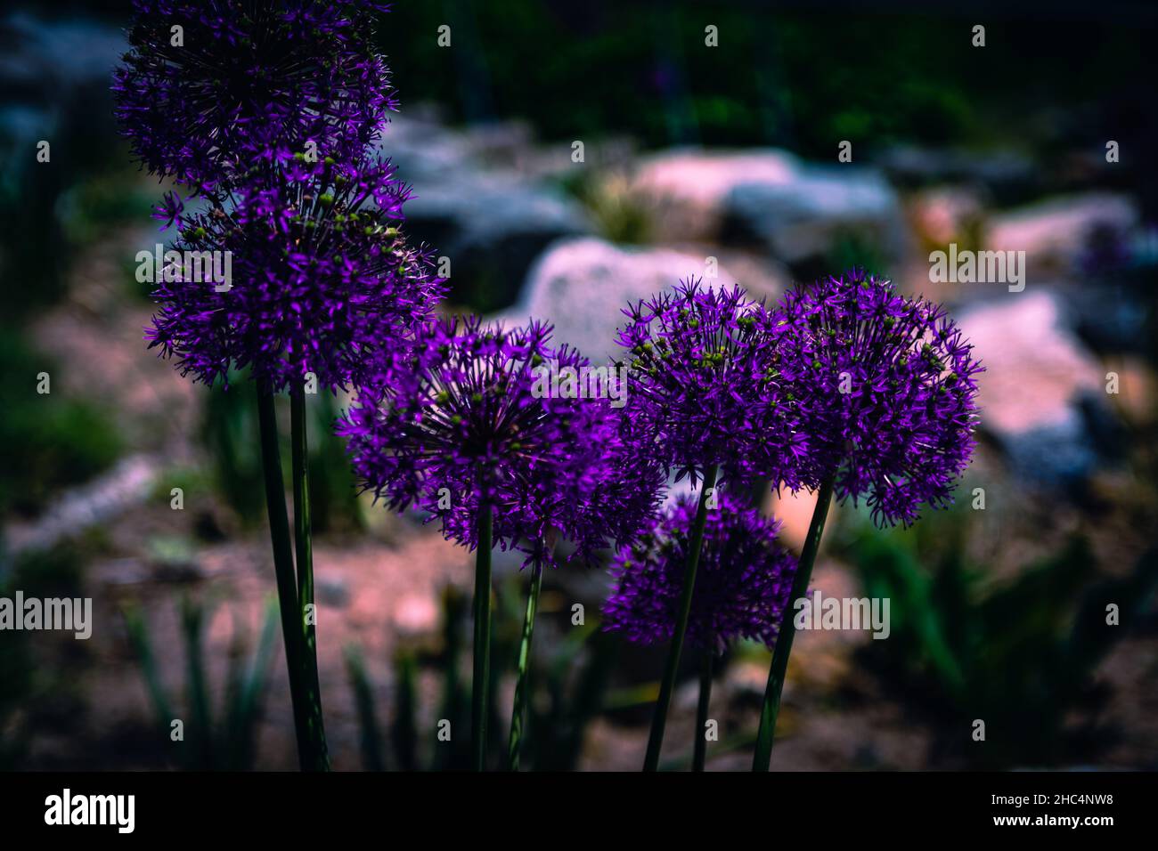 fioritura in estate Foto Stock