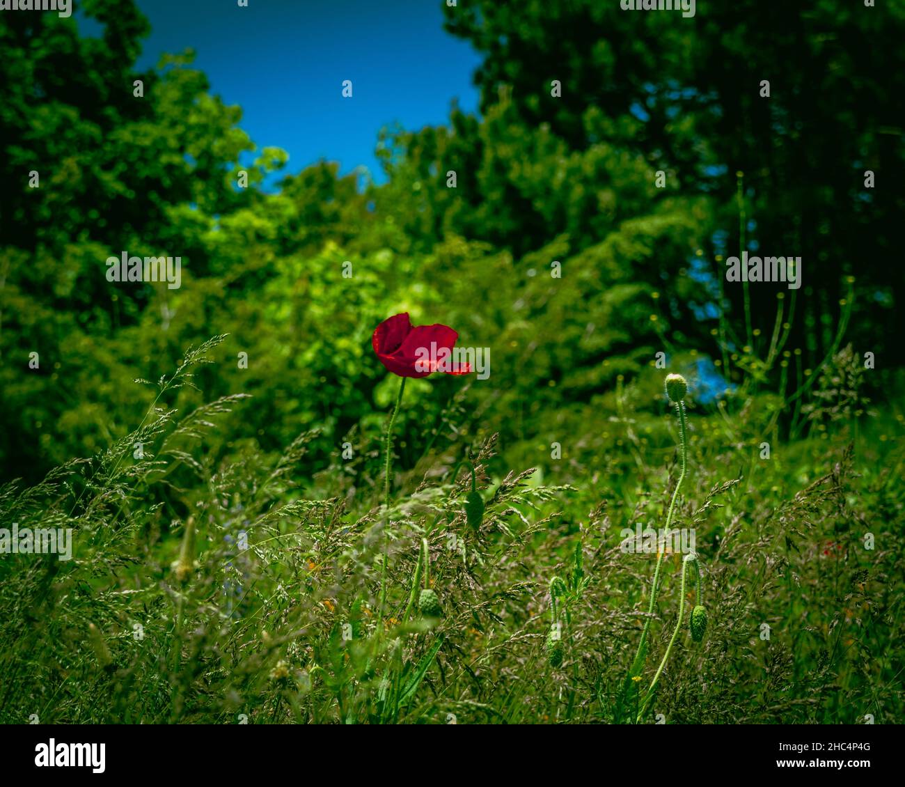 fioritura in estate Foto Stock