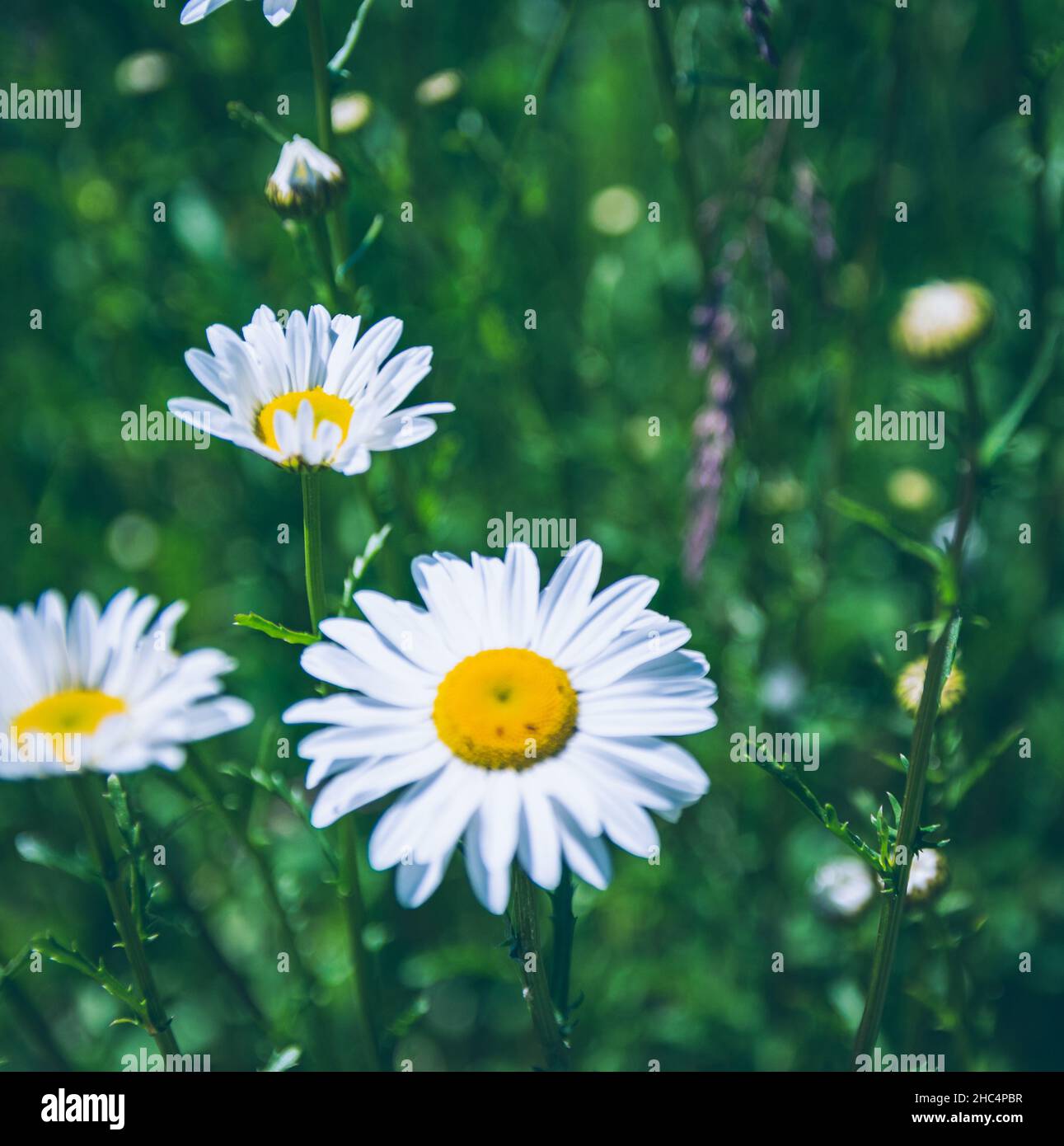 fioritura in estate Foto Stock