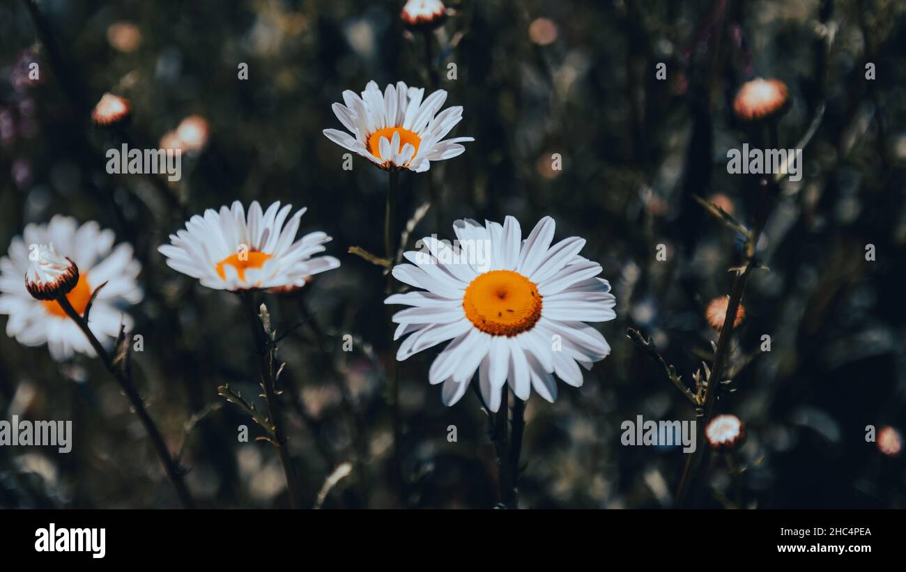 fioritura in estate Foto Stock