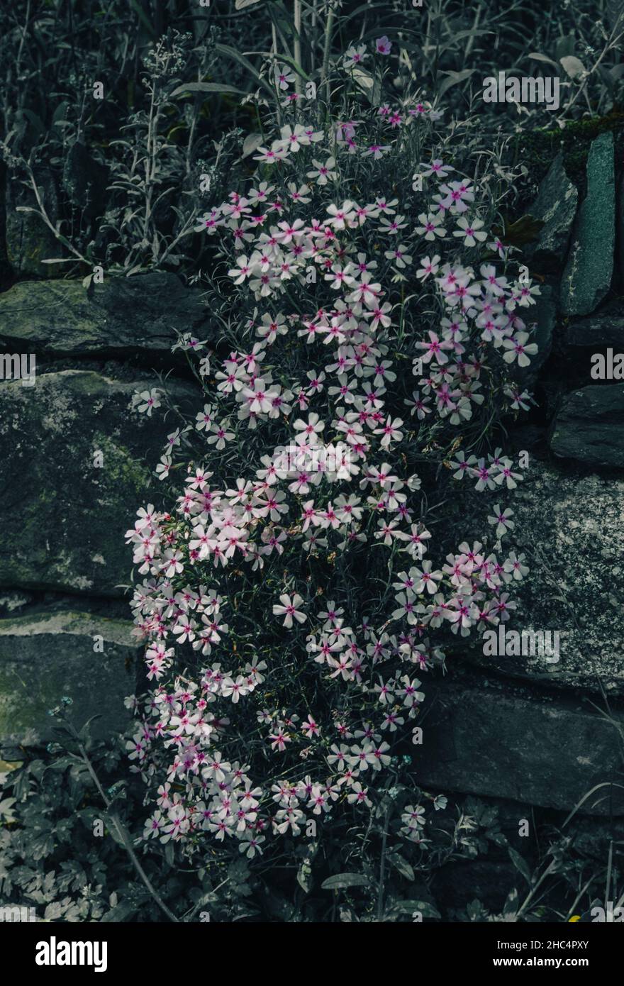 fioritura in estate Foto Stock