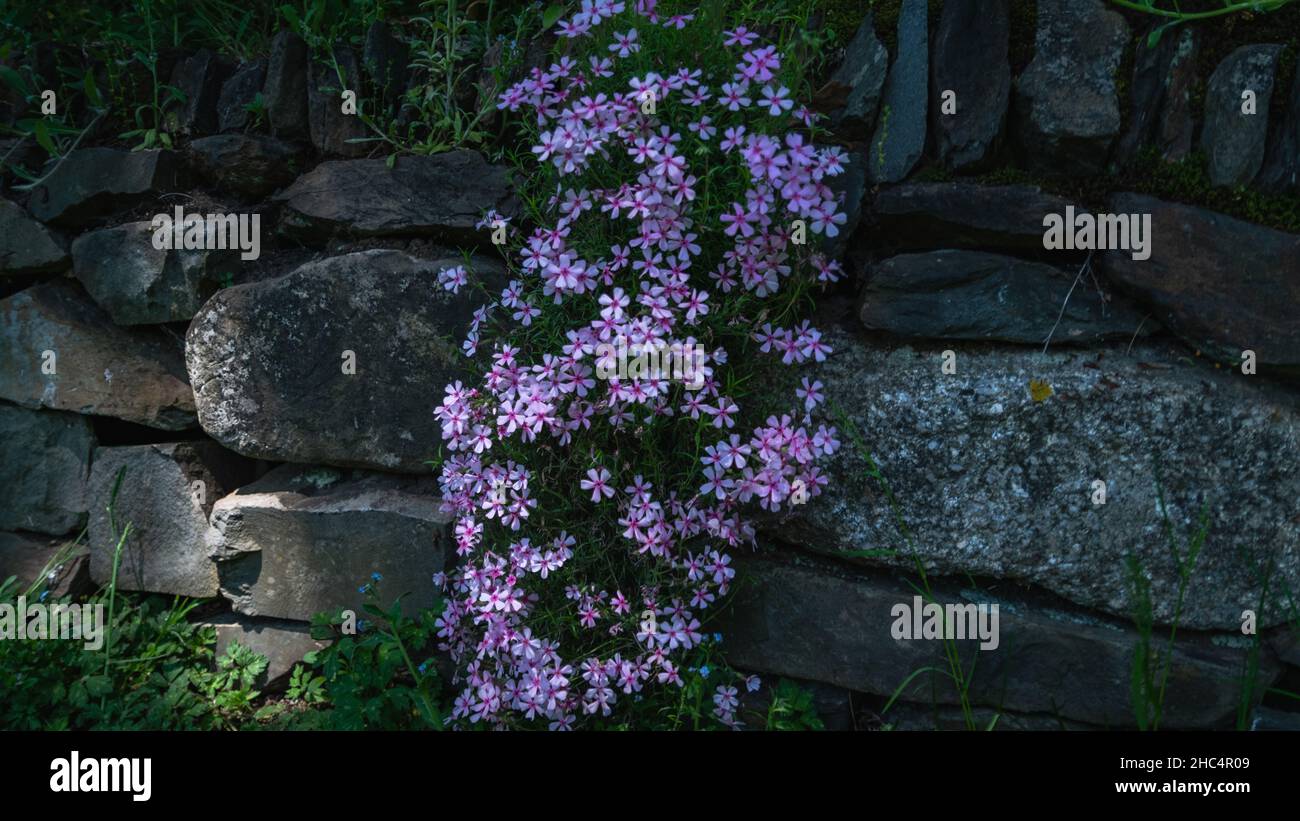fioritura in estate Foto Stock