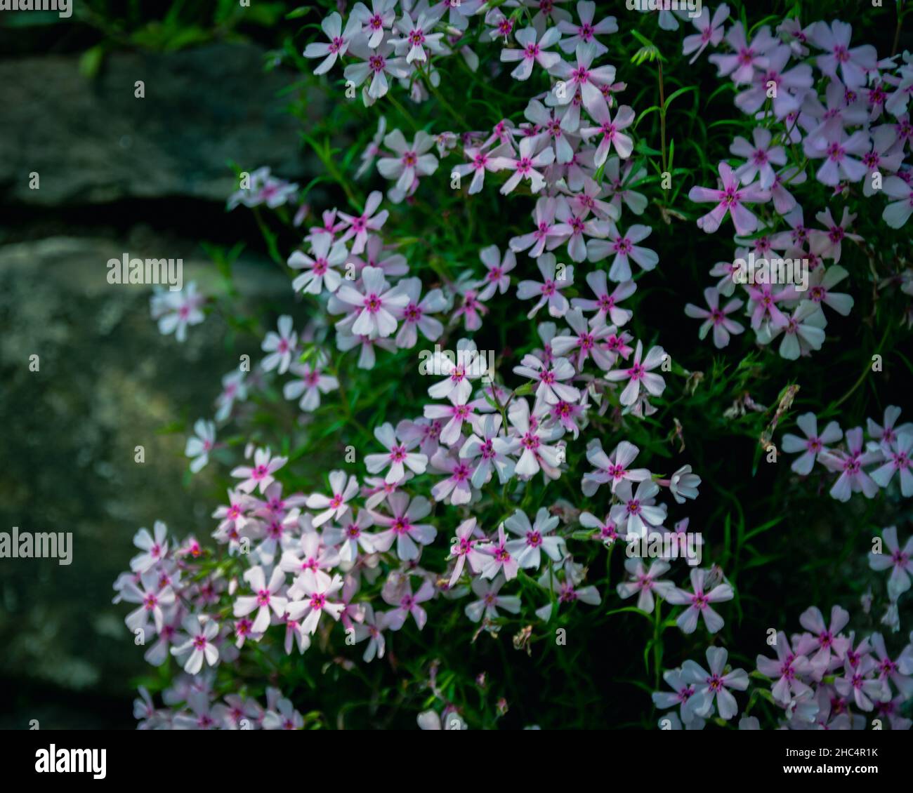 fioritura in estate Foto Stock