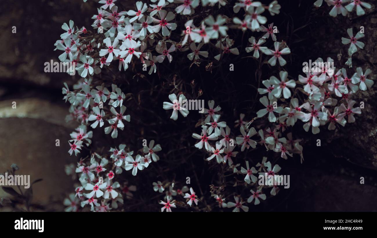 fioritura in estate Foto Stock