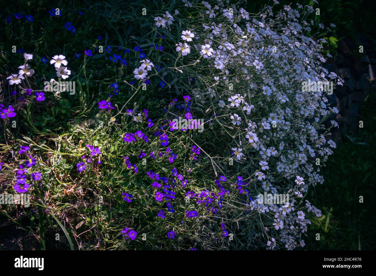 fioritura in estate Foto Stock