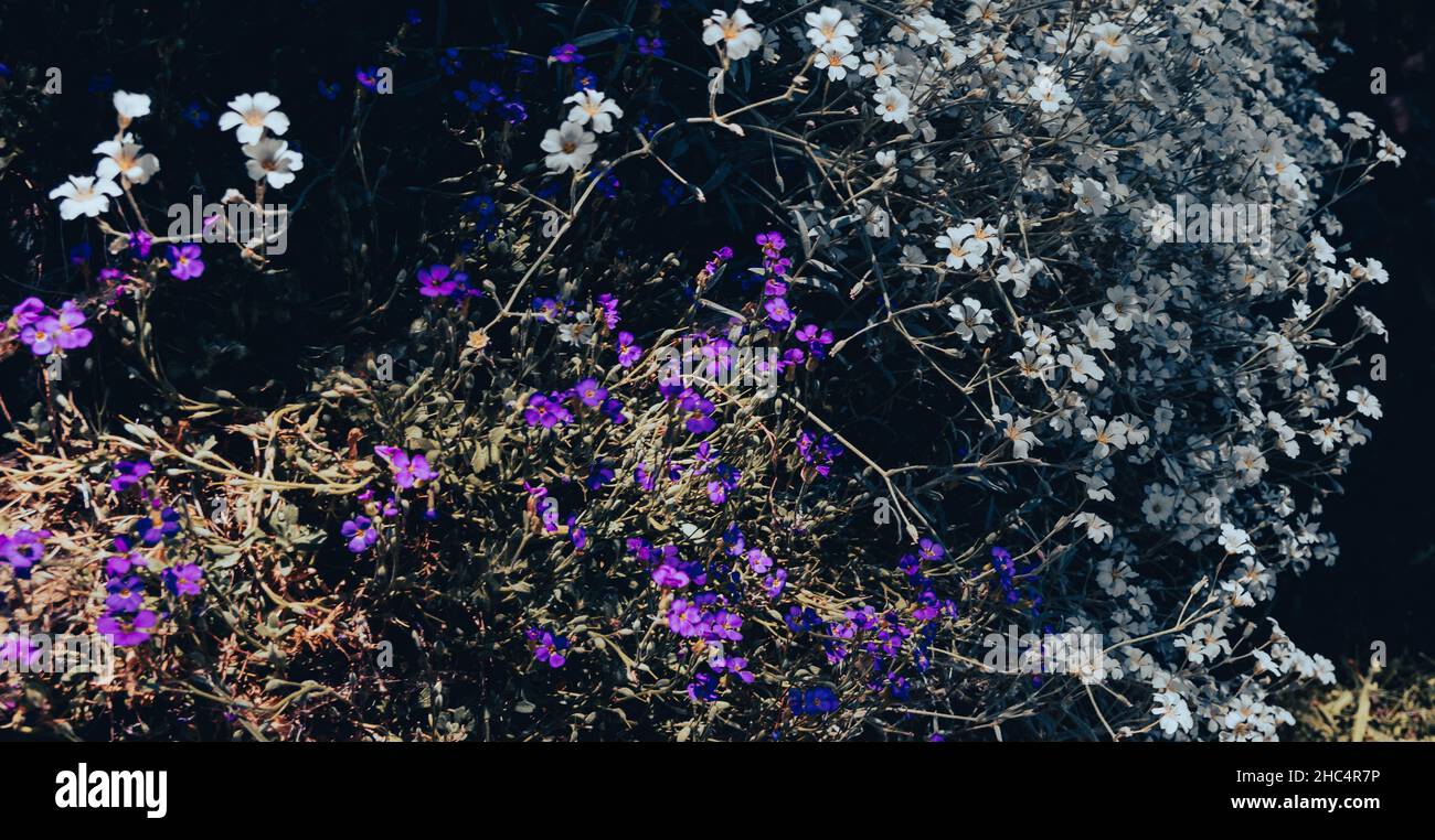 fioritura in estate Foto Stock