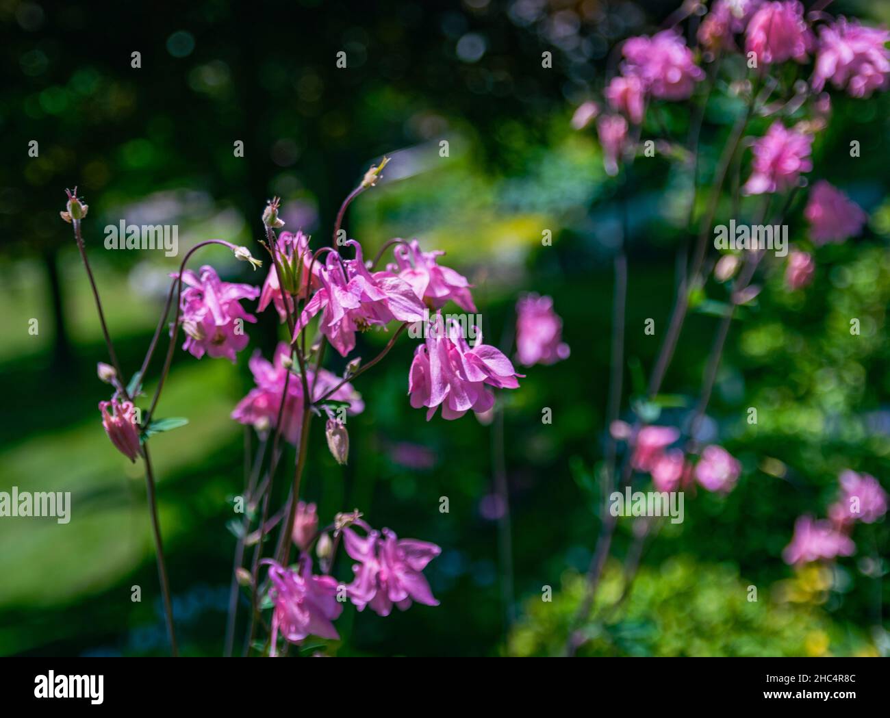 fioritura in estate Foto Stock