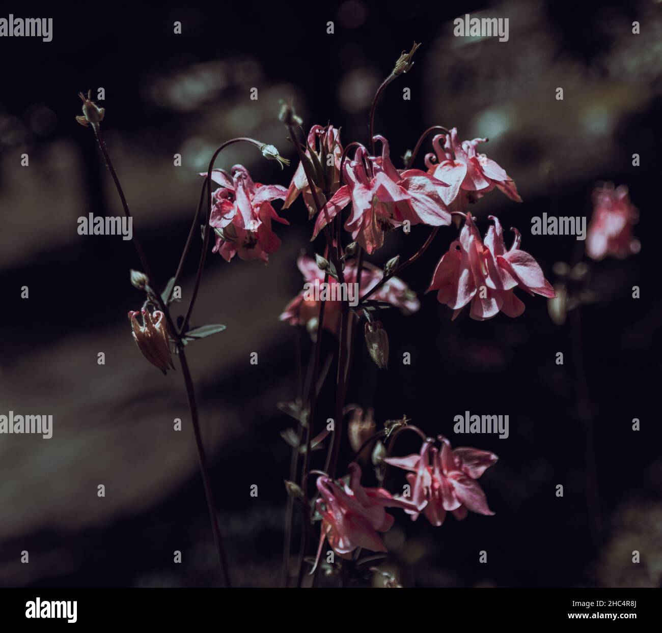 fioritura in estate Foto Stock