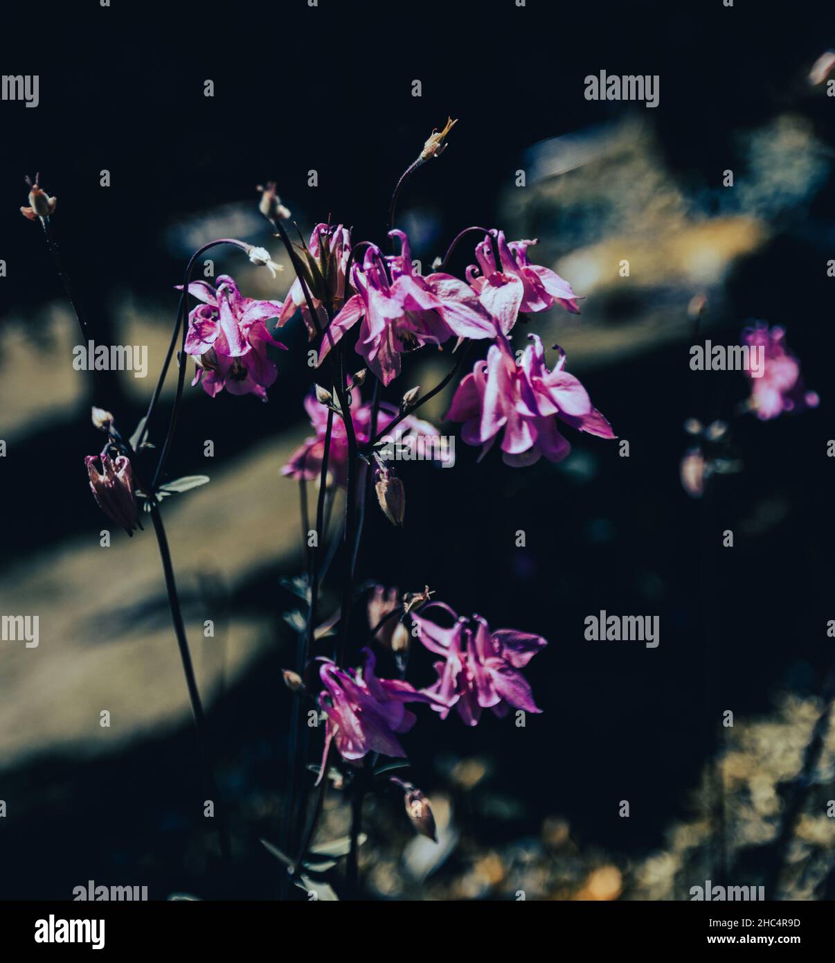 fioritura in estate Foto Stock