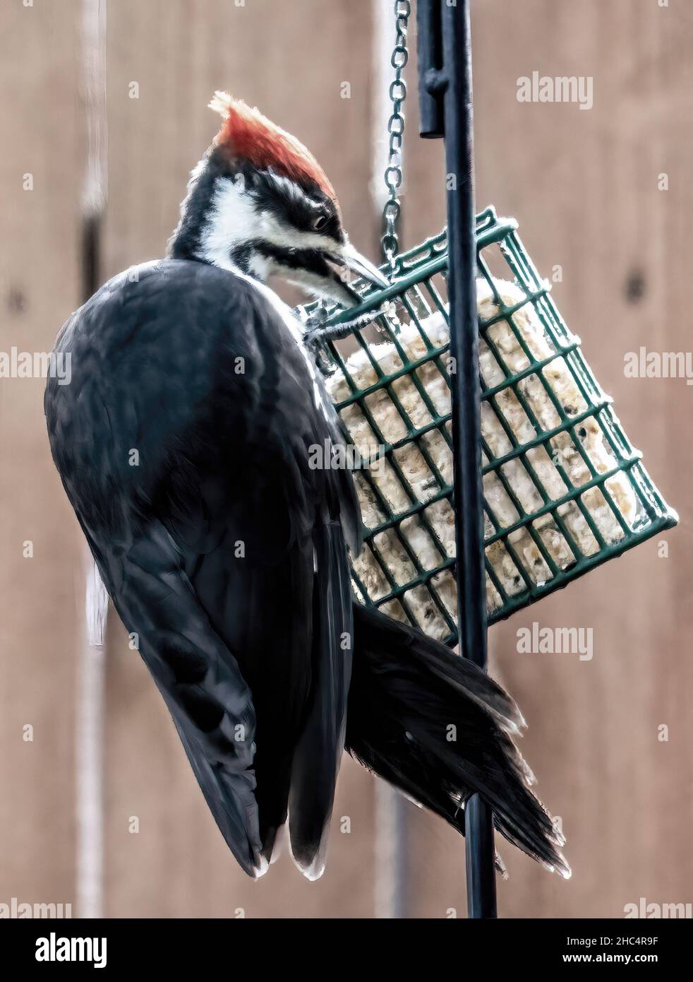 Femmina mucchio di legno palettato che mangia da un alimentatore di sueto cortile in autunno. La femmina non ha una striscia di guancia rossa. Foto Stock