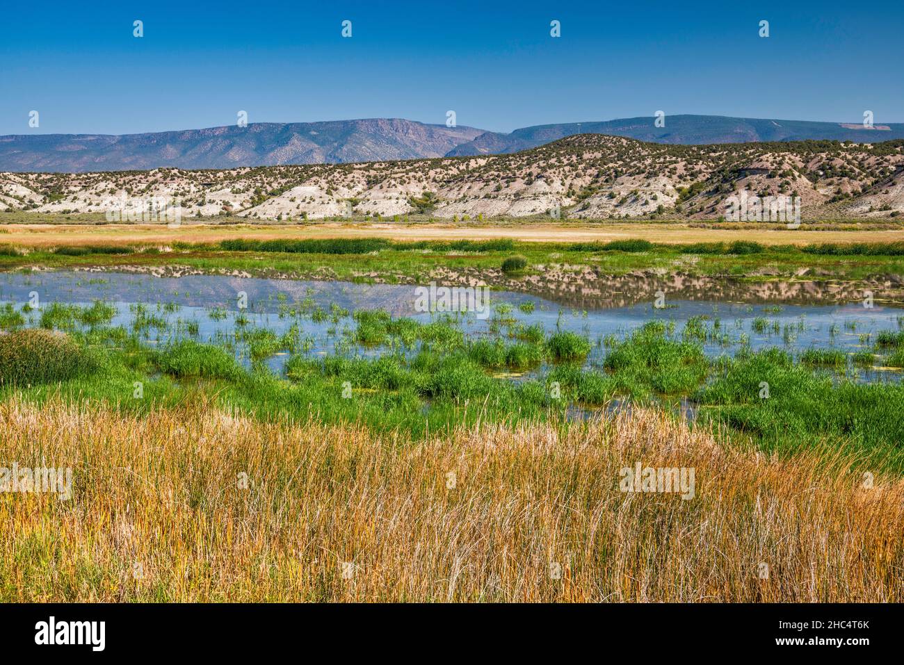 Browns Park Waterfowl Area, Green River overflow area, Fresh Water Swamp, o-Wi-Yu-Kuts montagne in lontananza, Utah, Stati Uniti Foto Stock