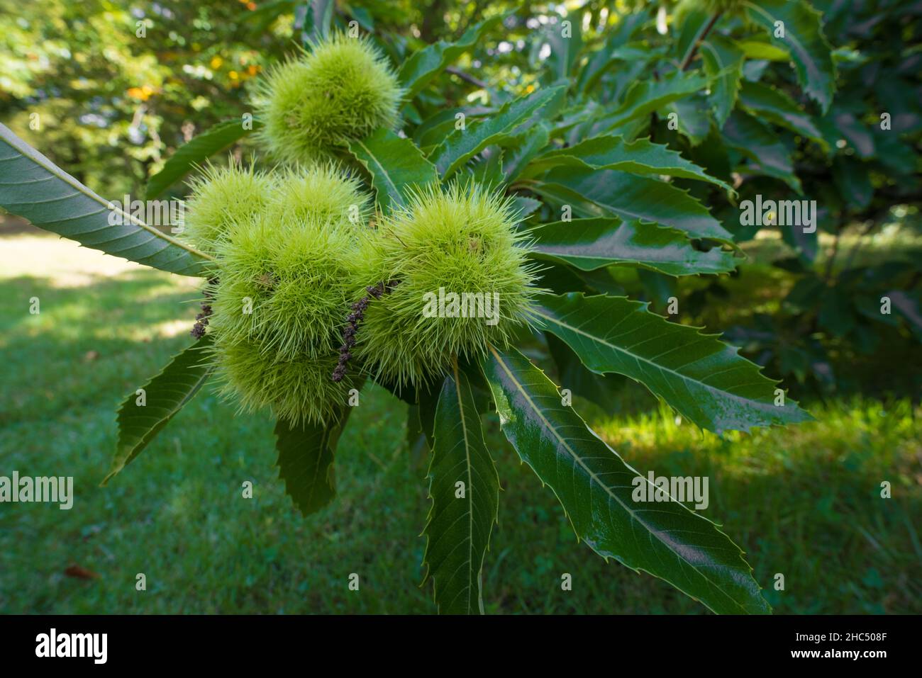 castagne quasi mature su un albero Foto Stock