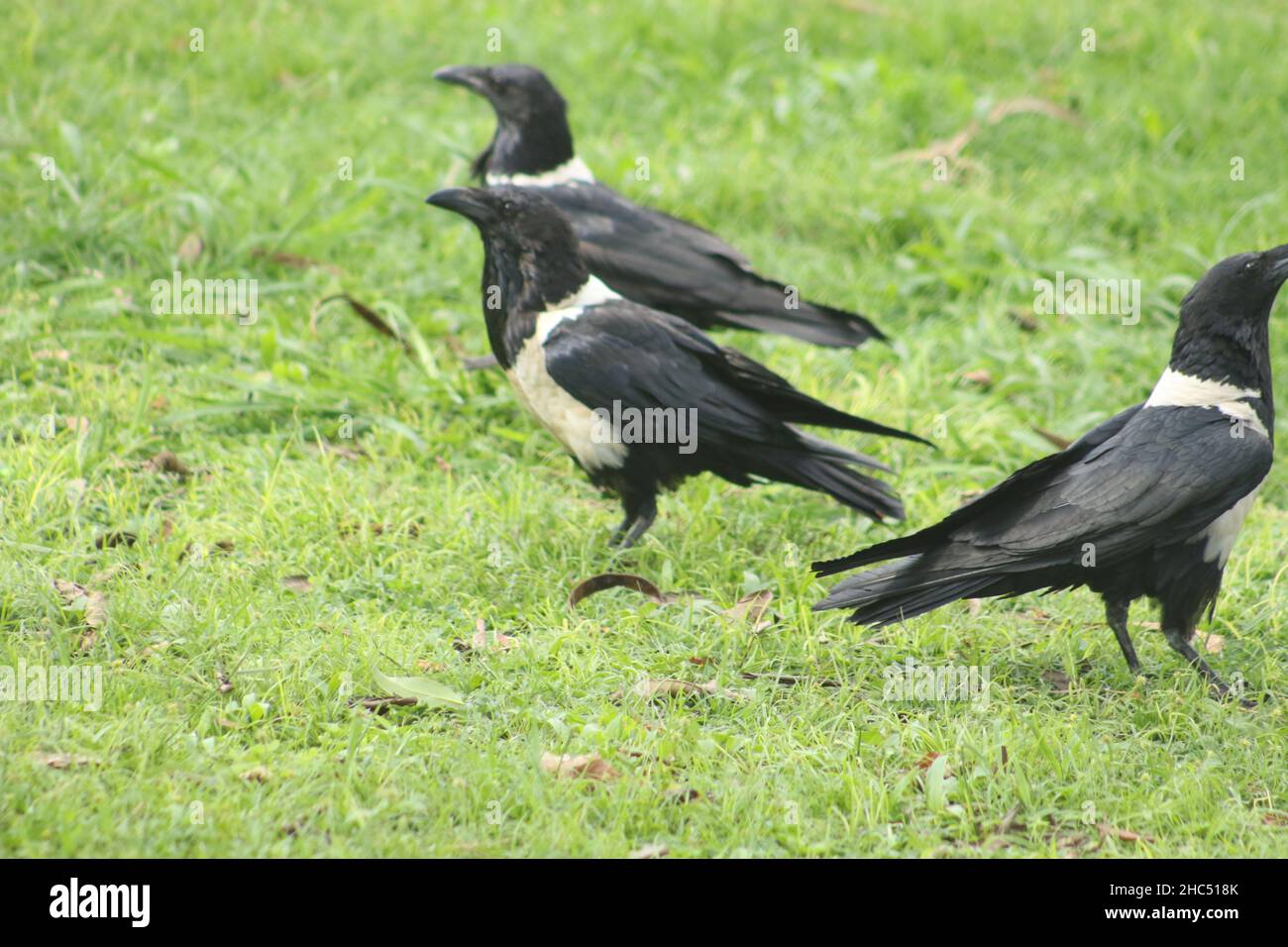 Bellissimo scatto di tre corvi in una foresta durante il giorno Foto Stock
