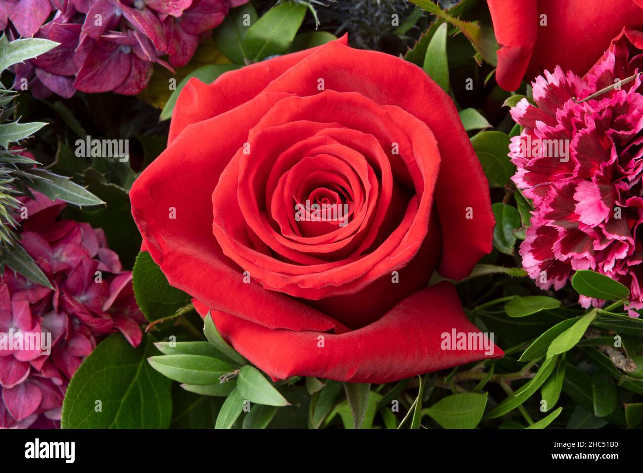 Singolo rosso fresco rosa da vicino in mezzo ad un bouquet Foto Stock